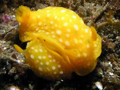 Yellow nudis at Yena Gap